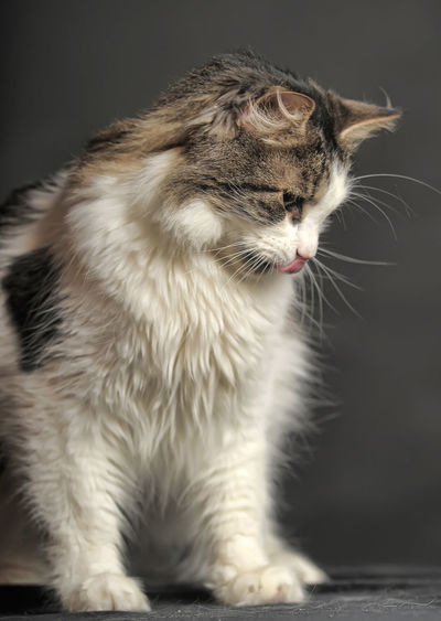 Close-up of a cat looking away