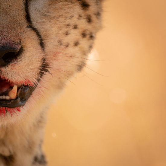Close-up of cheetah with blood