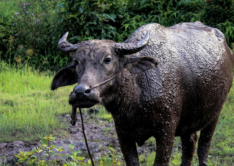 The buffalo has finished soaking in a mud puddle