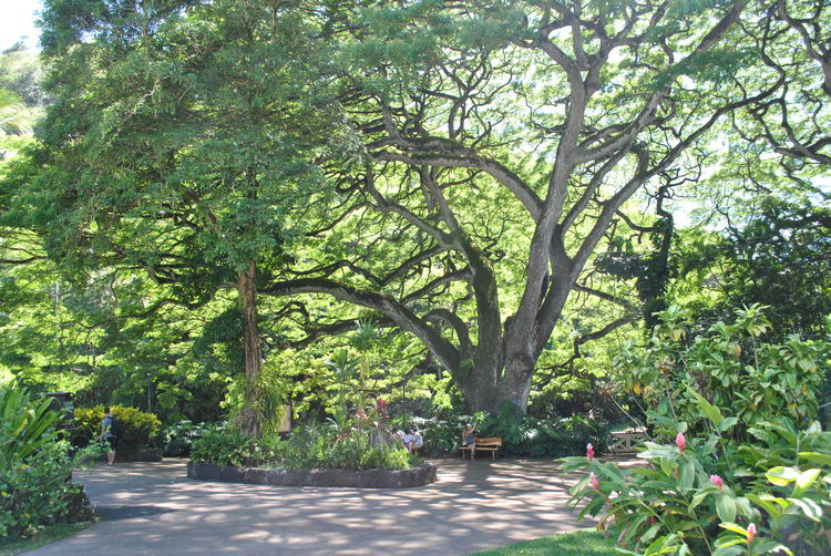 Trees and plants in park