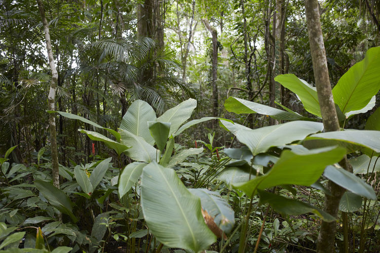 Biodiversity of the jungle of corcovado national park