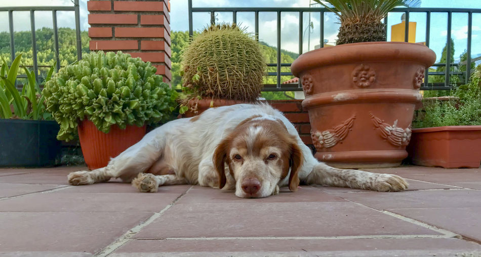 Portrait of a dog resting