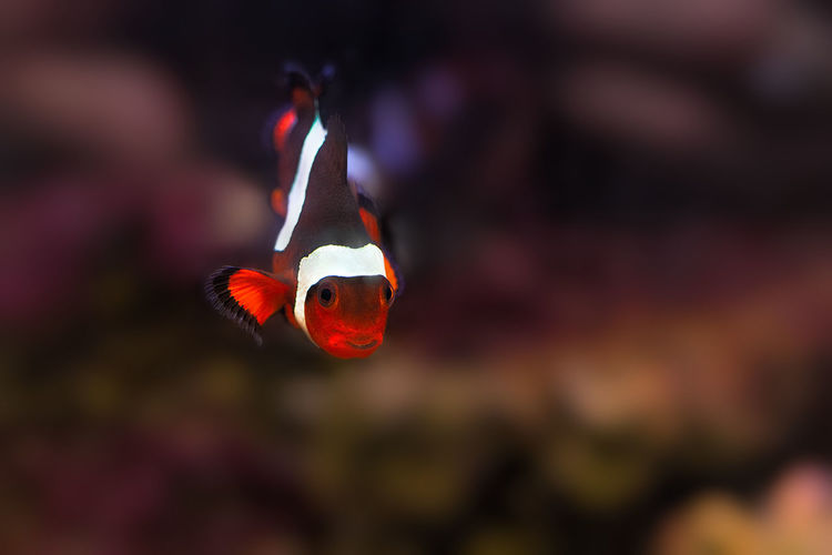 Close-up of orange fish swimming in sea