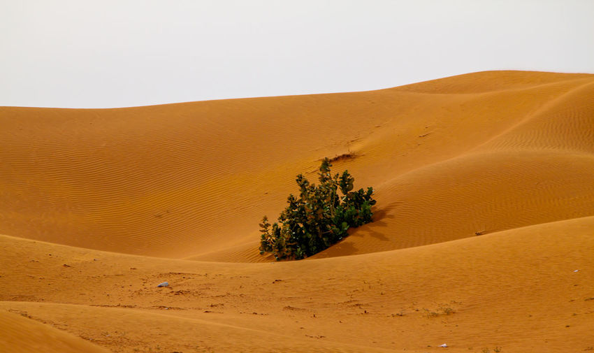 Scenic view of desert