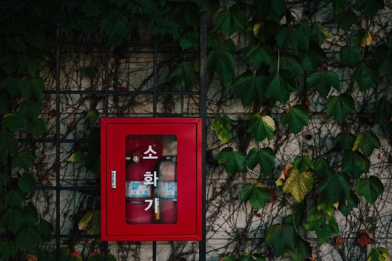 Fire extinguishers in red box amidst leaves on wall