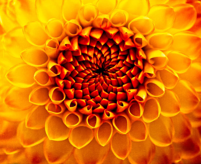Full frame shot of orange flowering plant