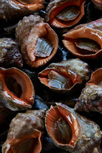 Pattern of edible sea shells and mollusks