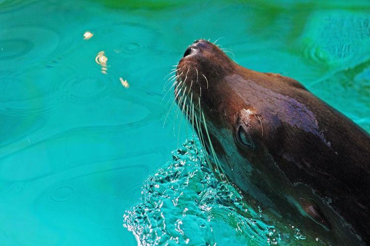 Close-up of sea lion in water