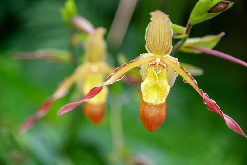 Phragmipedium orchid in kew gardens