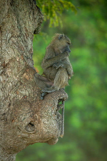 Olive baboon sits in tree looking back