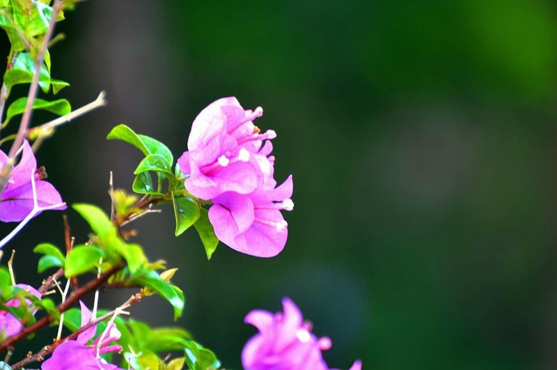 flower
