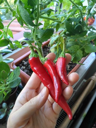 Close-up of hand holding red chili peppers