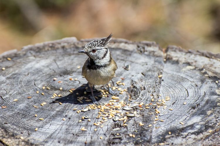High angle view of european crested tit by seed on tree stump