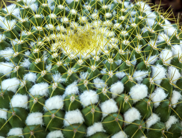 Close-up of white cactus plant growing on field