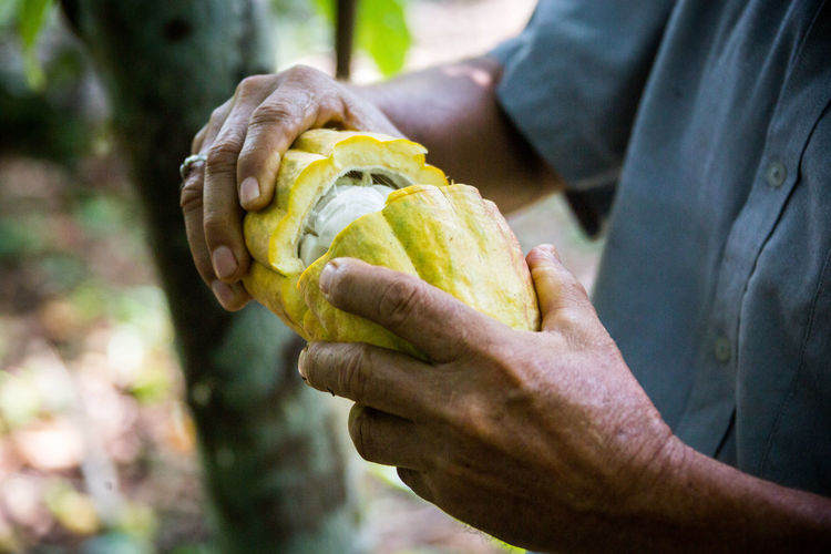 Midsection of man holding cacao while standing at farm
