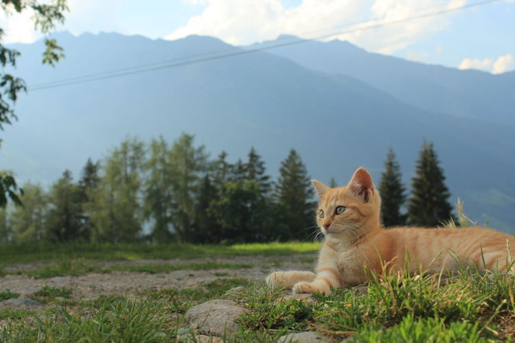 Portrait of a cat on land
