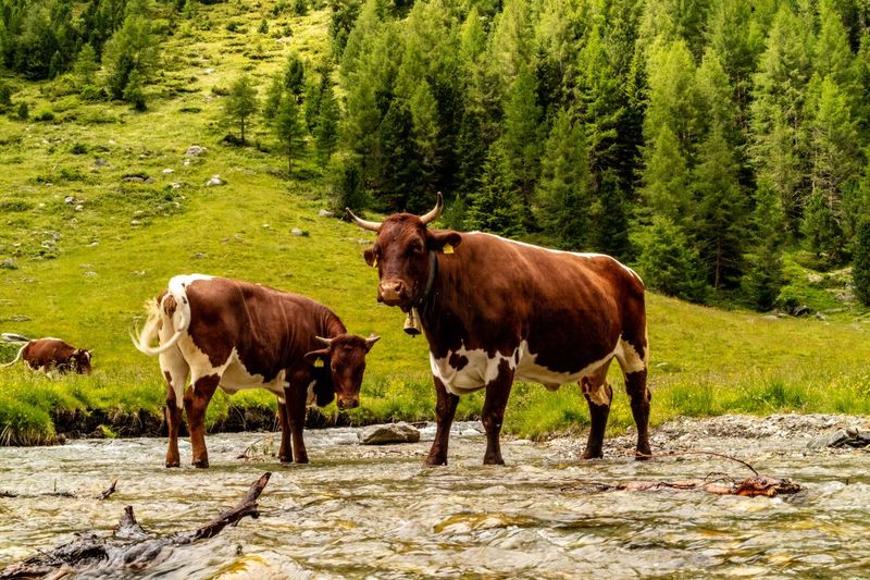 Cows standing in a field ständig in a creek