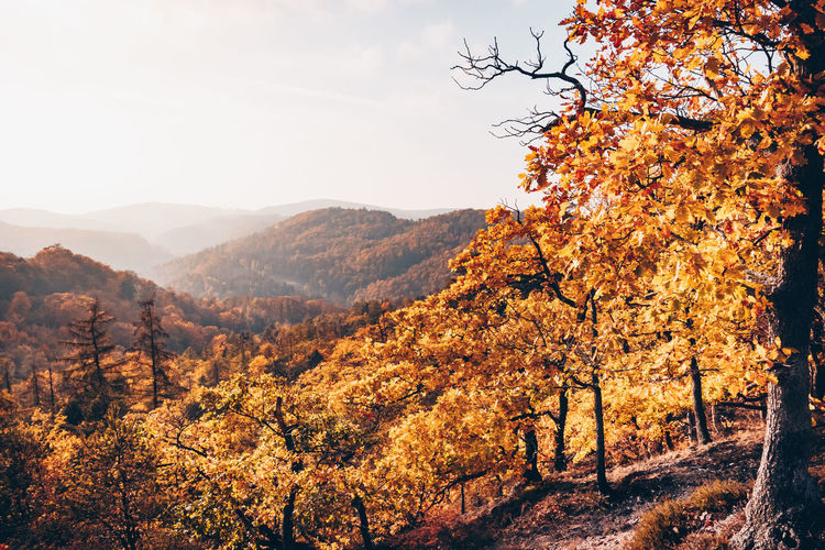 Scenic view of tree mountains against sky during autumn