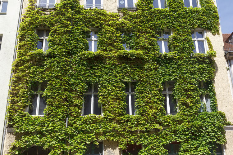 Low angle view of trees and building