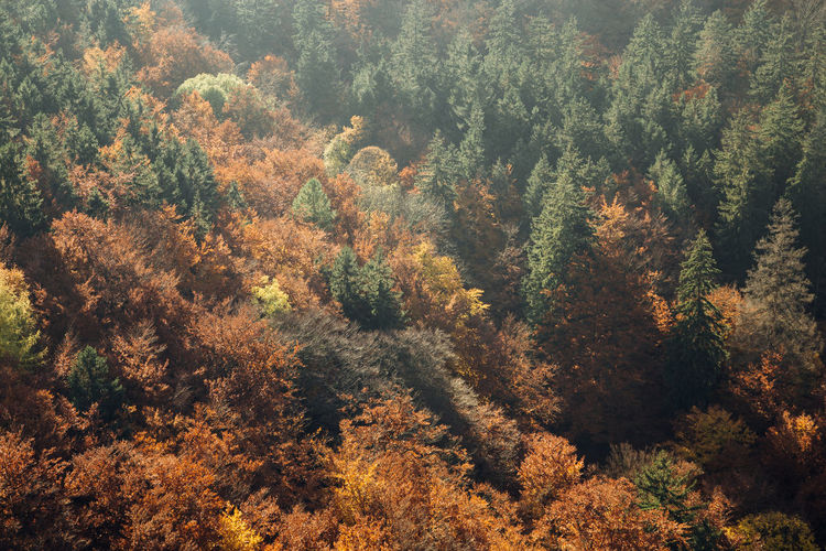High angle view of autumn trees in forest