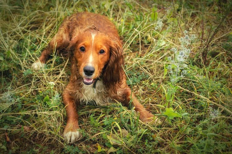 Portrait of a dog on field