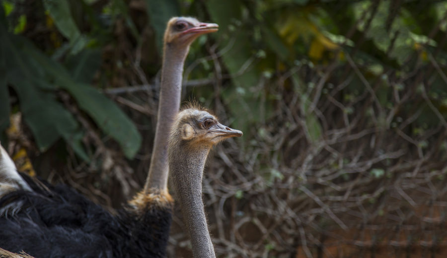 Close-up head of a ostrich bird