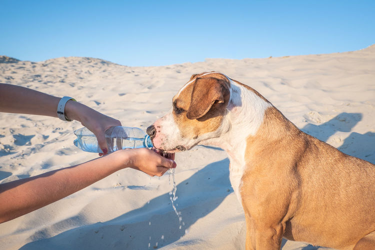 Cropped hand feeding water to dog on sand at beach against sky