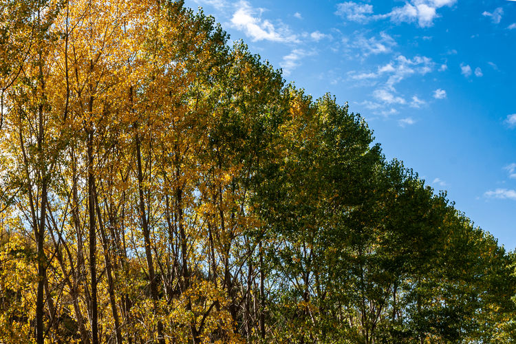 Low angle view of trees against sky during autumn