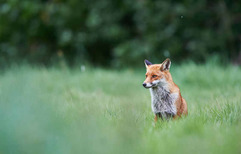 Fox sitting on grassy field