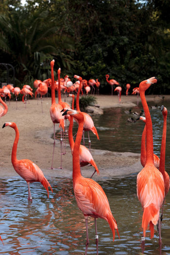 Flock of birds in water