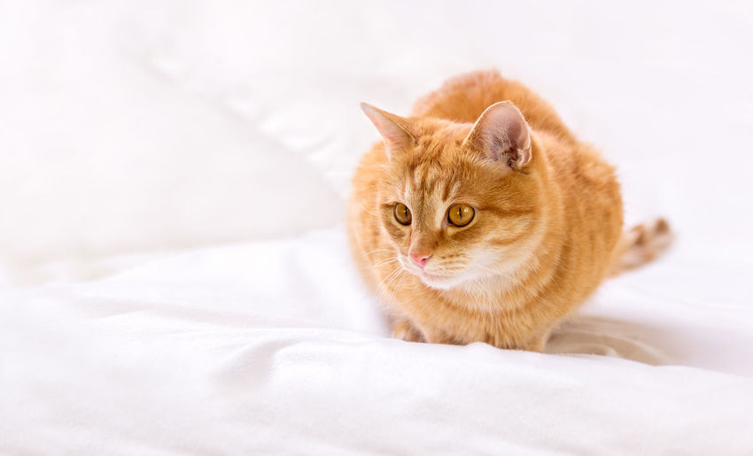 Cute ginger cat sits on the bed at home. the cat looks intently at its prey. 