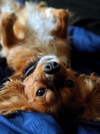 Close-up of dog relaxing in bed