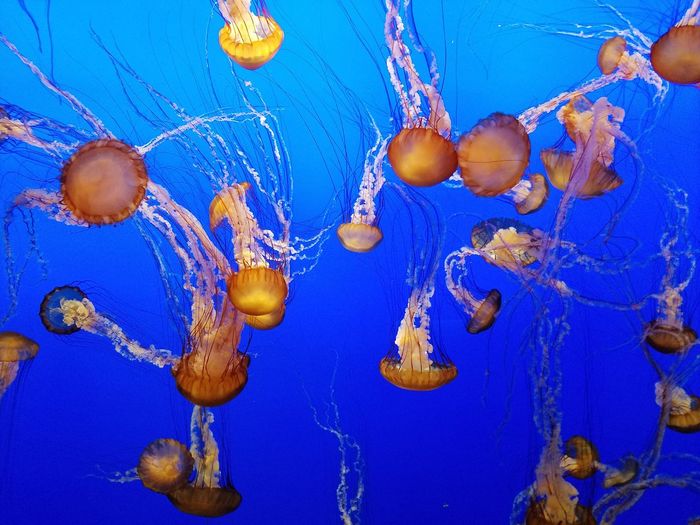 Jellyfish swimming undersea