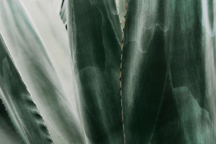 Close-up of succulent plants