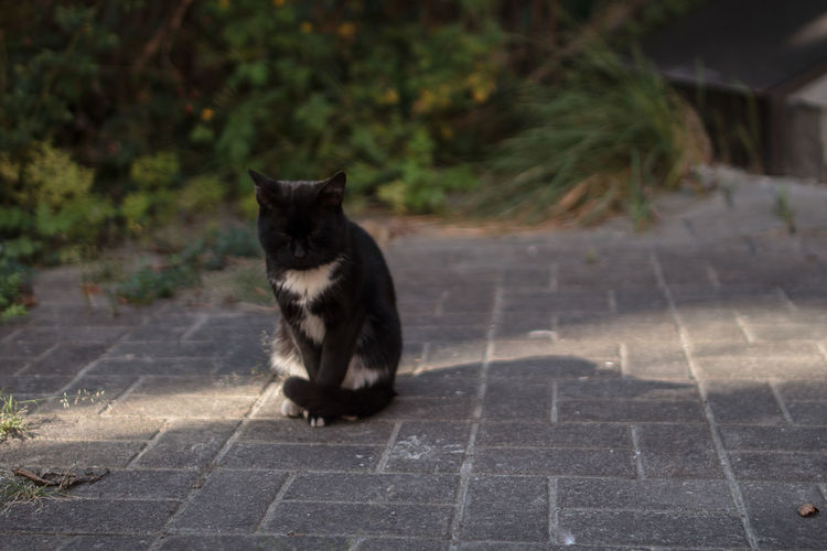 Black cat sitting on footpath