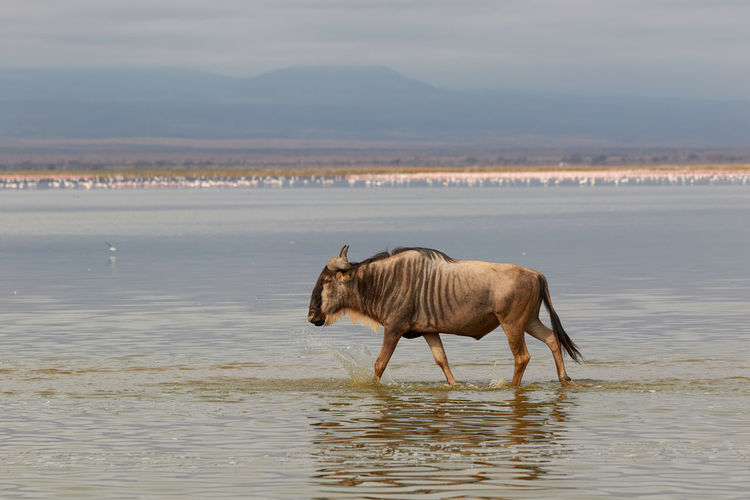 Wildebeest walking through the water at amboseli