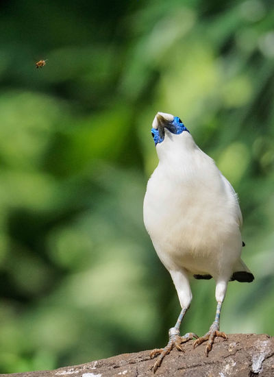 Close-up of bird perching on a tree
