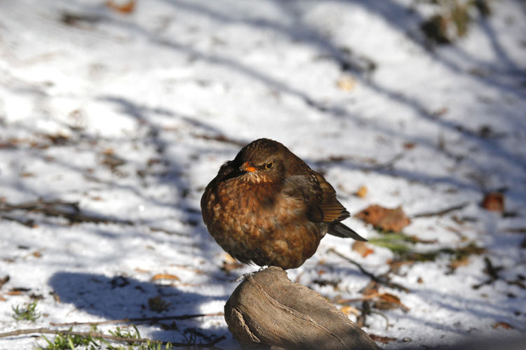Female blackbird sitting fluffy in snow and looking at camera