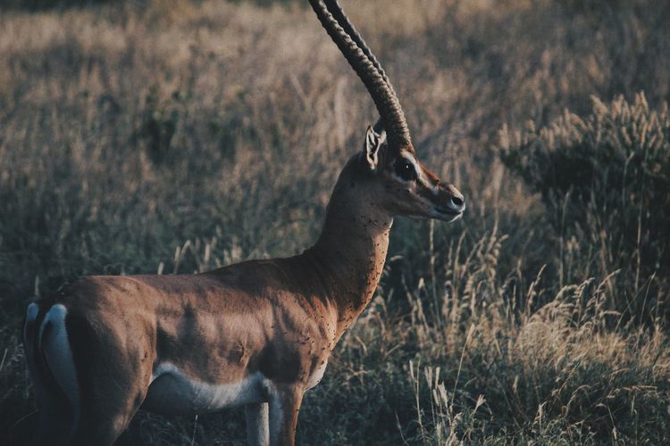 Side view of deer standing on field