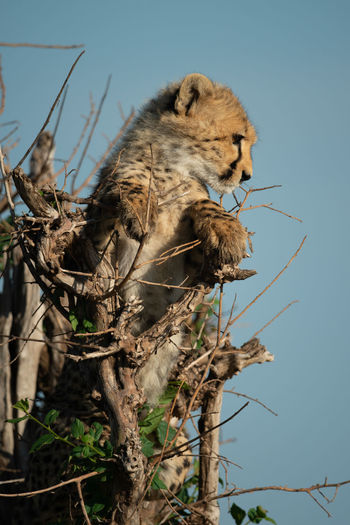 Cheetah cub standing in bush looking down