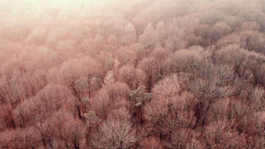 Sunset in the forrest