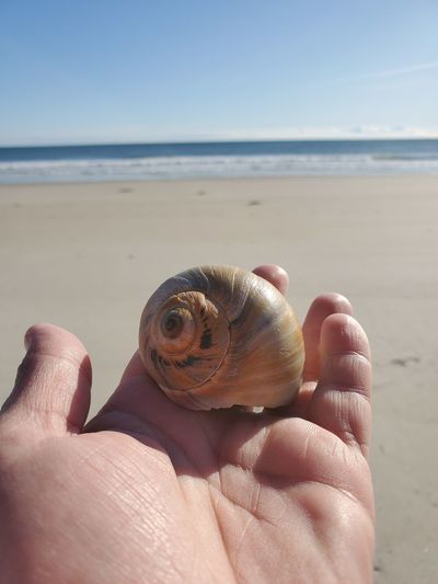 Close-up of a hand holding a shell