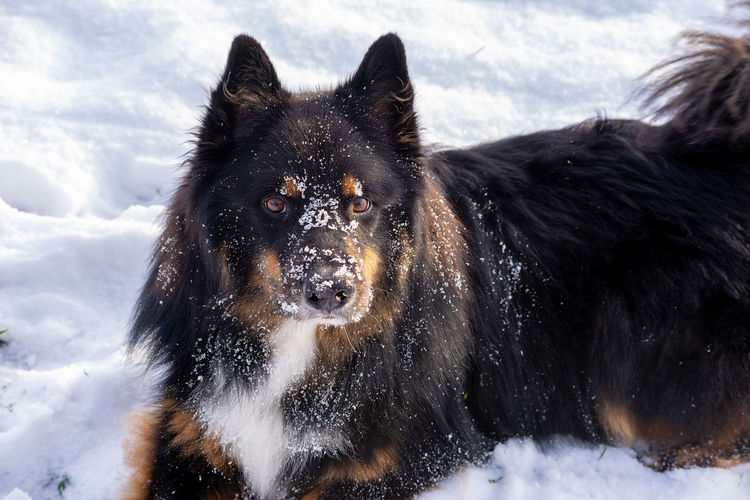 Portrait of black dog in snow