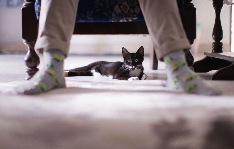 Surface level of cat seen amidst legs at home