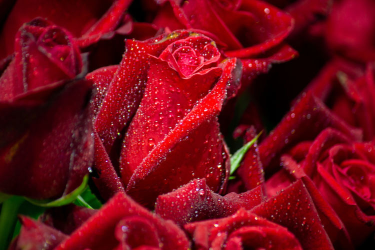 Full frame shot of wet red rose
