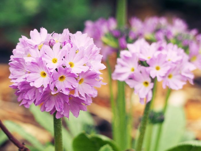 Close-up of pink flowers blooming outdoors