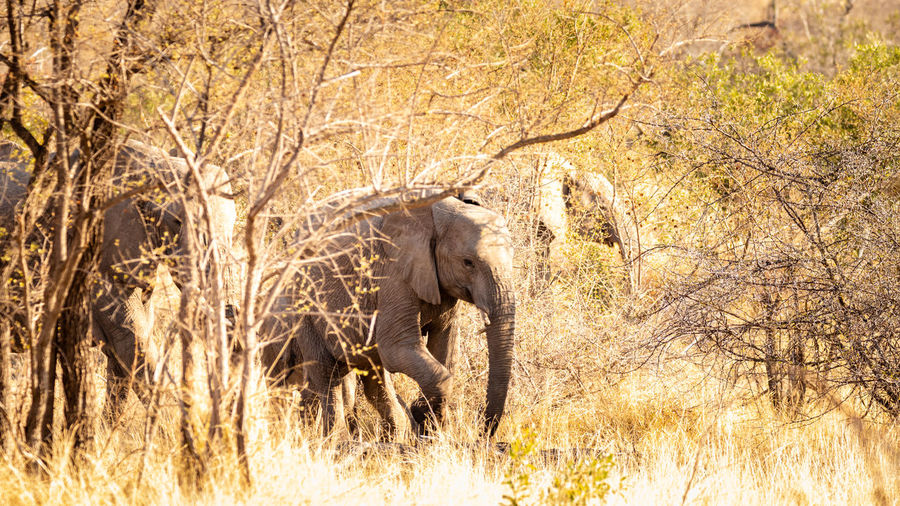 Elephant walking in a forest