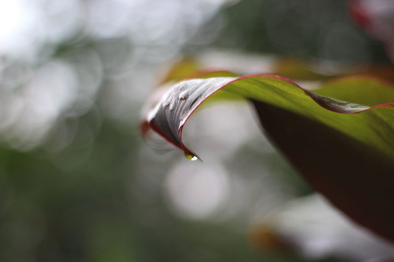 50 Flapping Pictures Hd Download Authentic Images On Eyeem