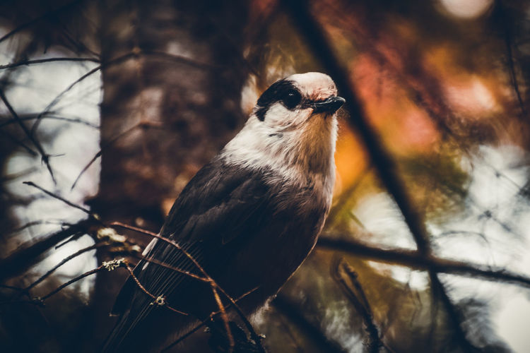 Close-up of bird perching on branch