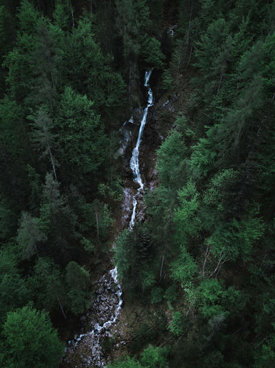 High angle view of stream amidst trees in forest
